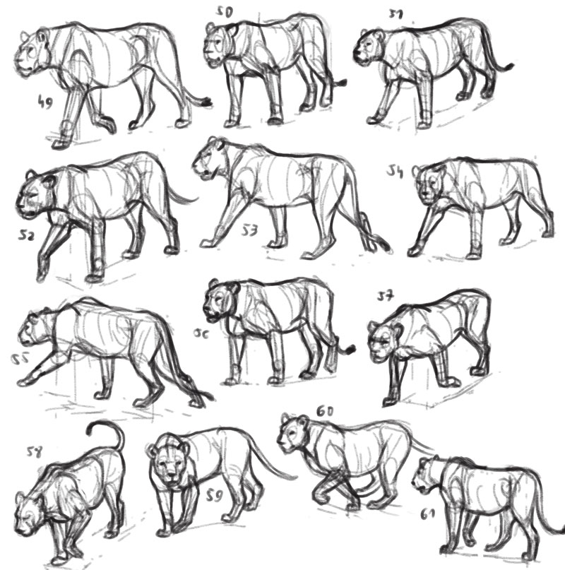 lion drawings