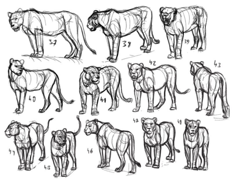 lion sketches