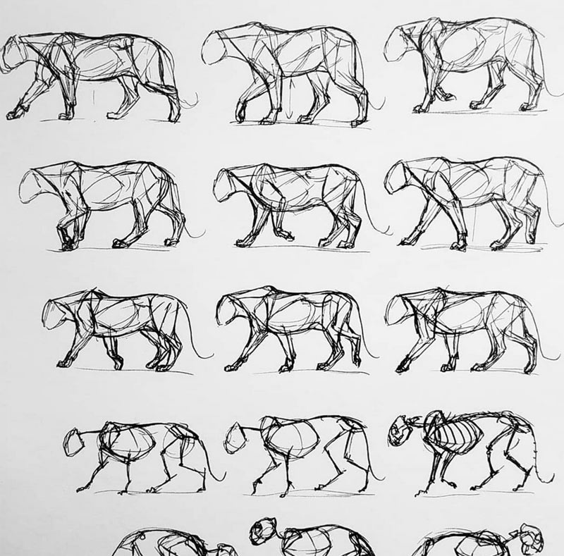 lion ink drawings