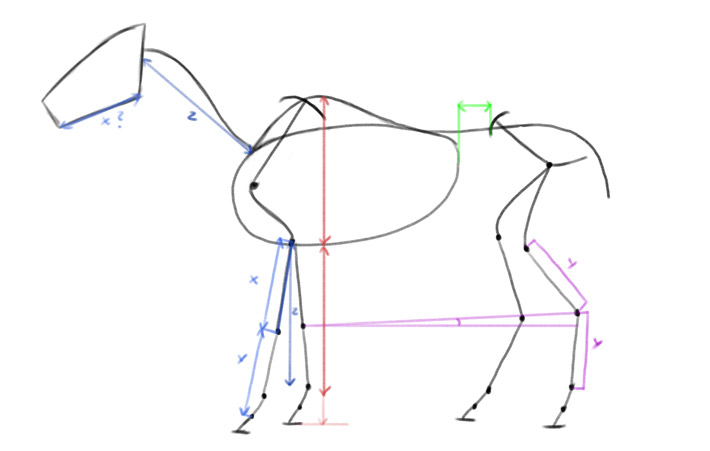 horse skeleton proportions