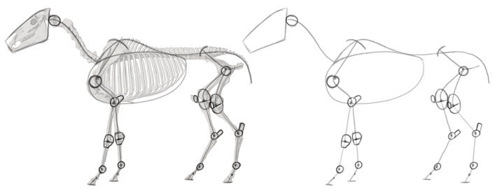 simplified skeleton with joints