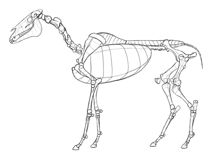 detailed horse skeleton