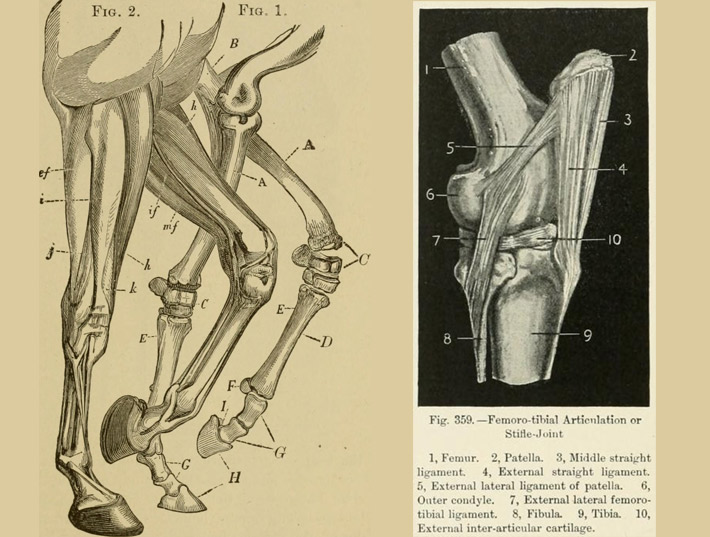 horse joints details