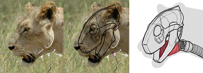 lion head shape under jaw