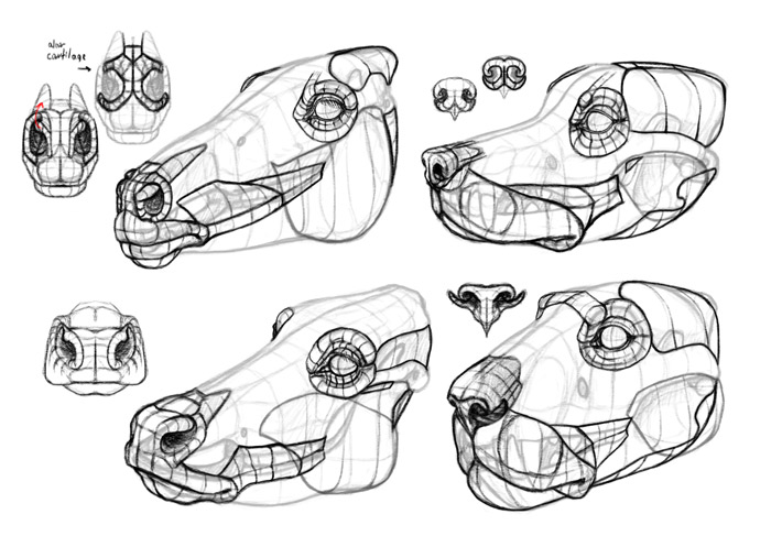 detailed head anatomy horse dog cow lion