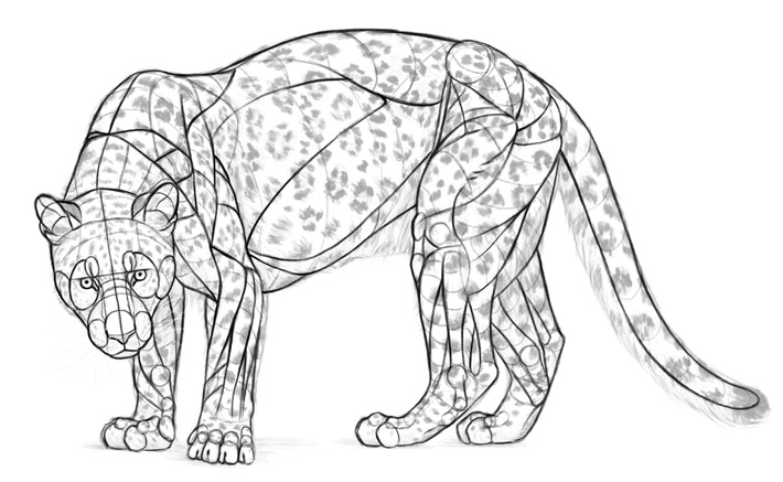 leopard anatomy muscle study