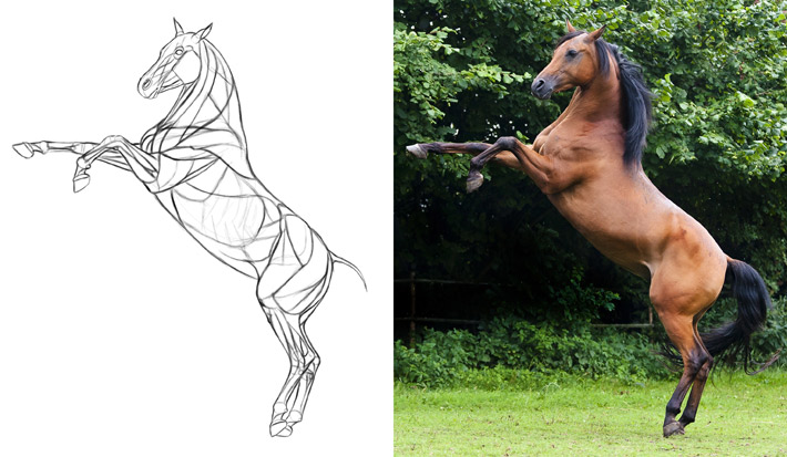 animal anatomy study example