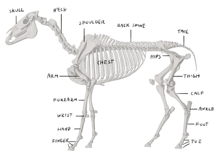 horse skeleton labeled