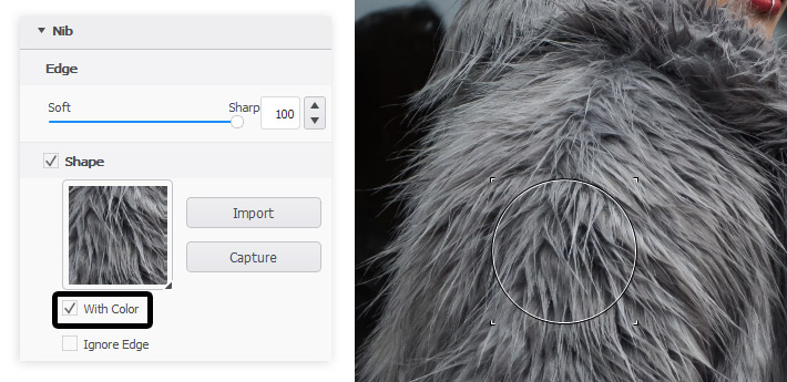 capture fur image sketchbook