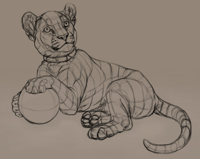 tiger cub sketch