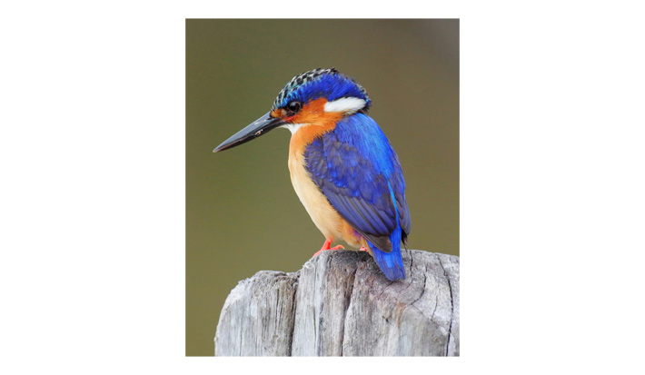 kingfisher