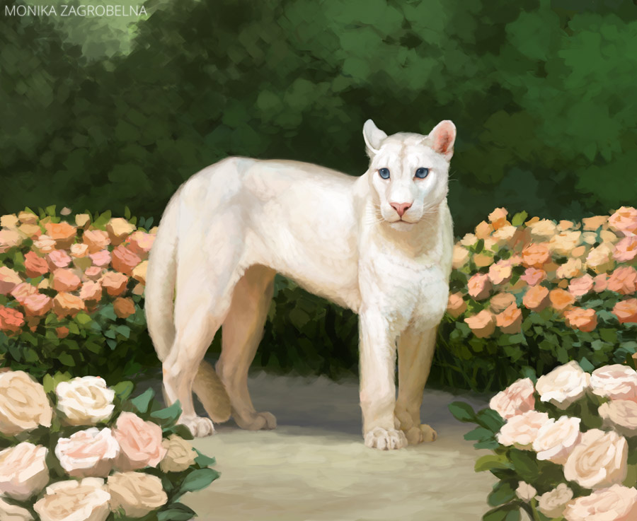 white cougar drawing